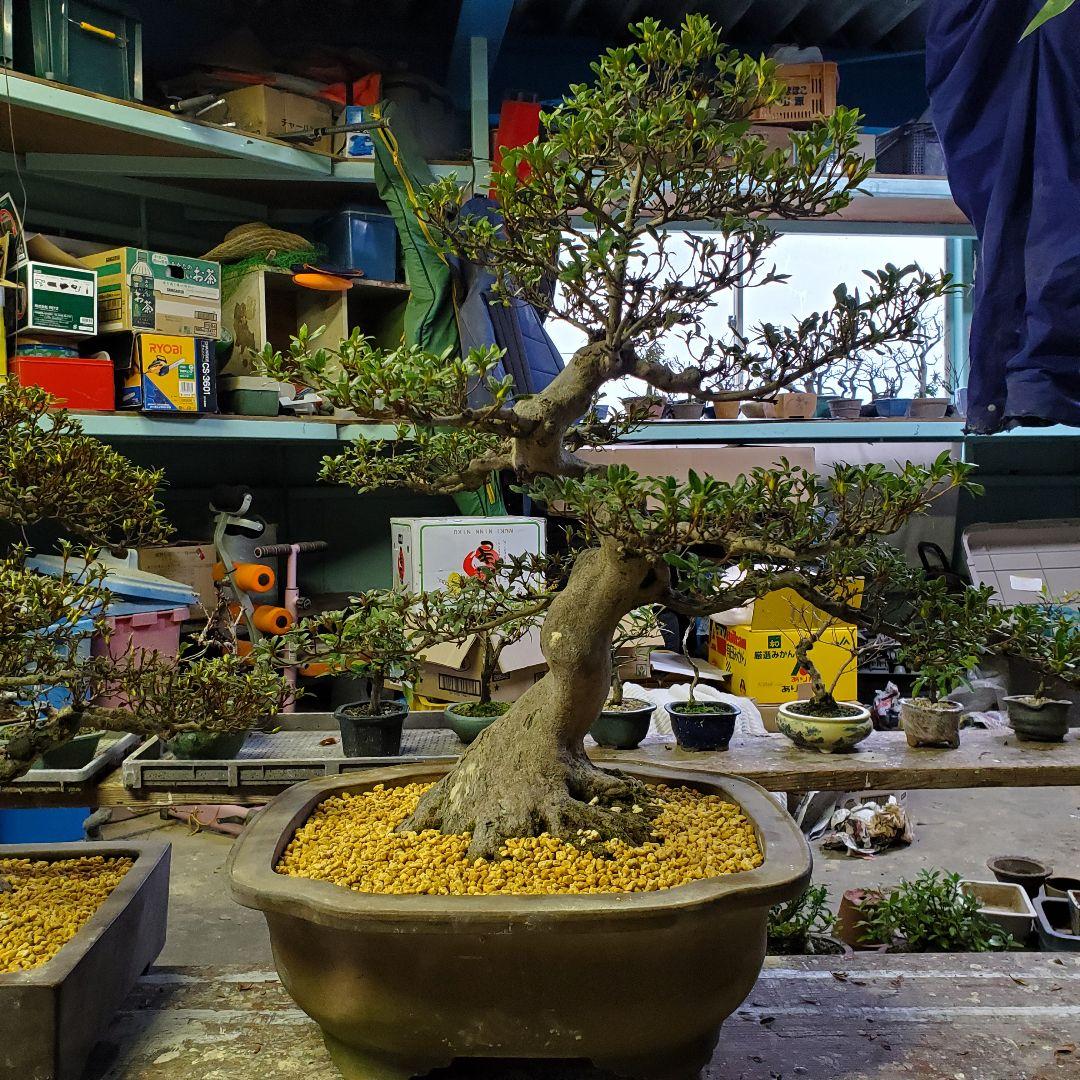 盆栽 さつき サツキ 皐月 愛の月