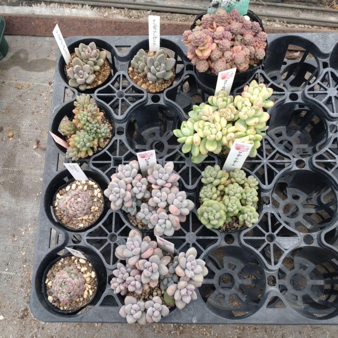 追加あり kiraさん専用