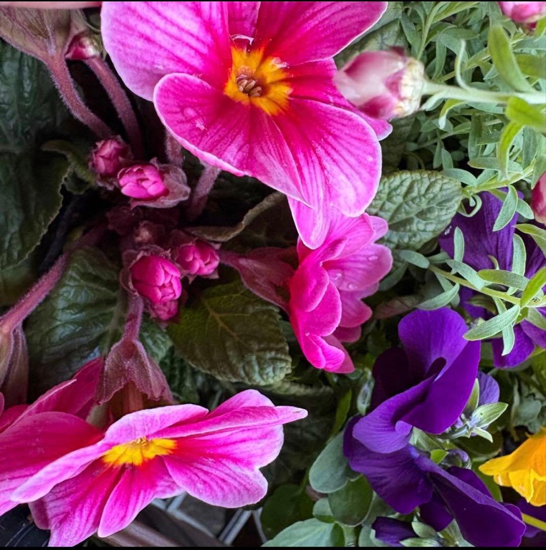 84.☆これから良く咲き☆長く楽しむ☆春の寄せ植え☆