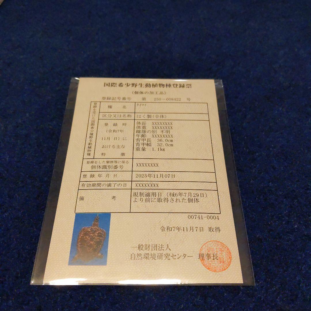 ③うみがめ〚タイマイ〛の剥製　 　壁掛けフックつき