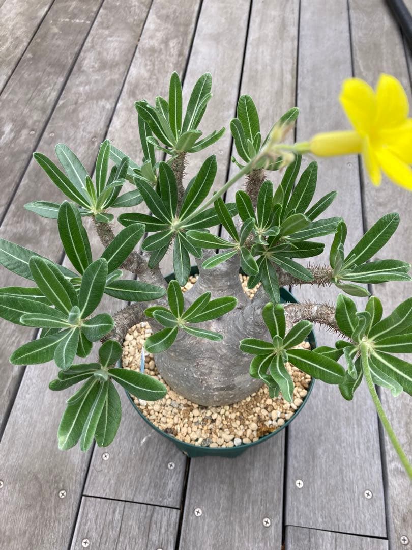 パキポディウム　グラキリス