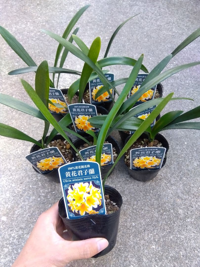 君子蘭　黄花　3号ポットつき　9株セット❗　あ