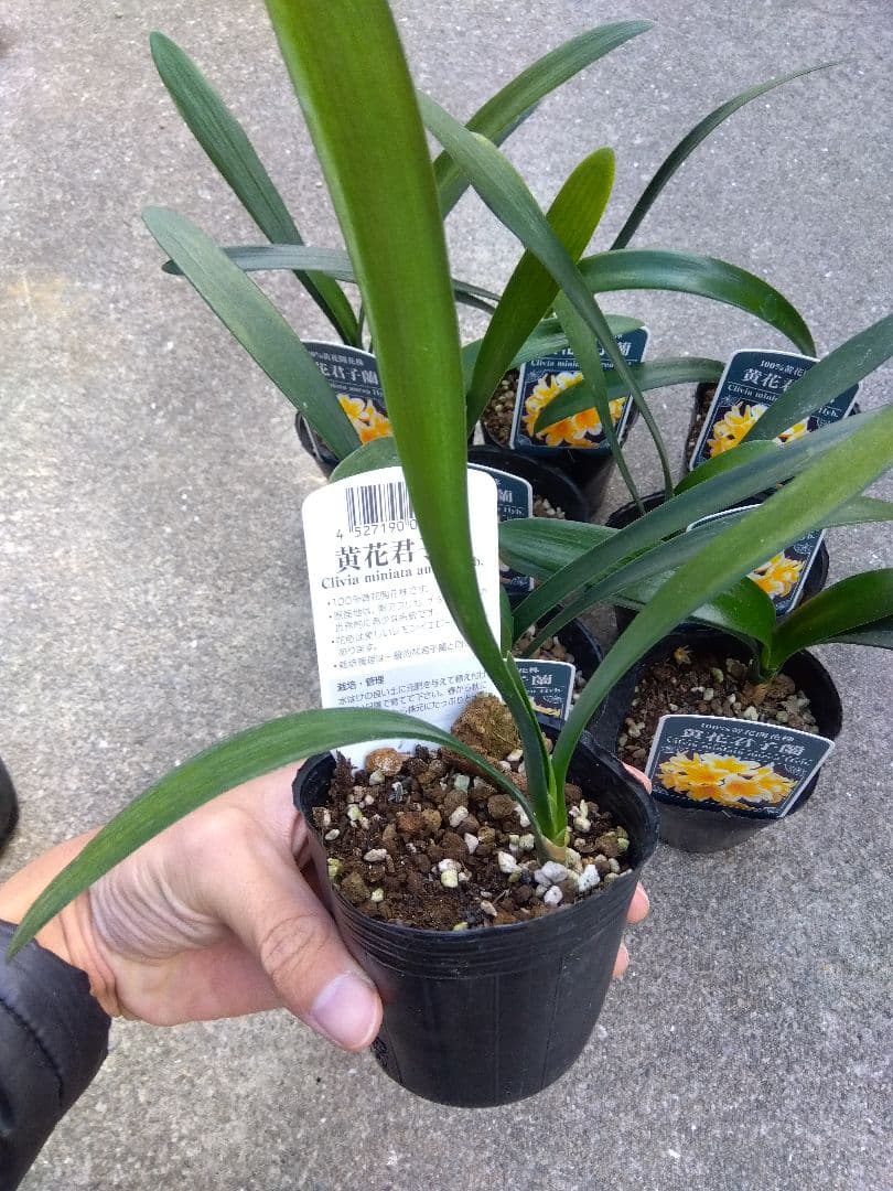 君子蘭　黄花　3号ポットつき　9株セット❗　あ