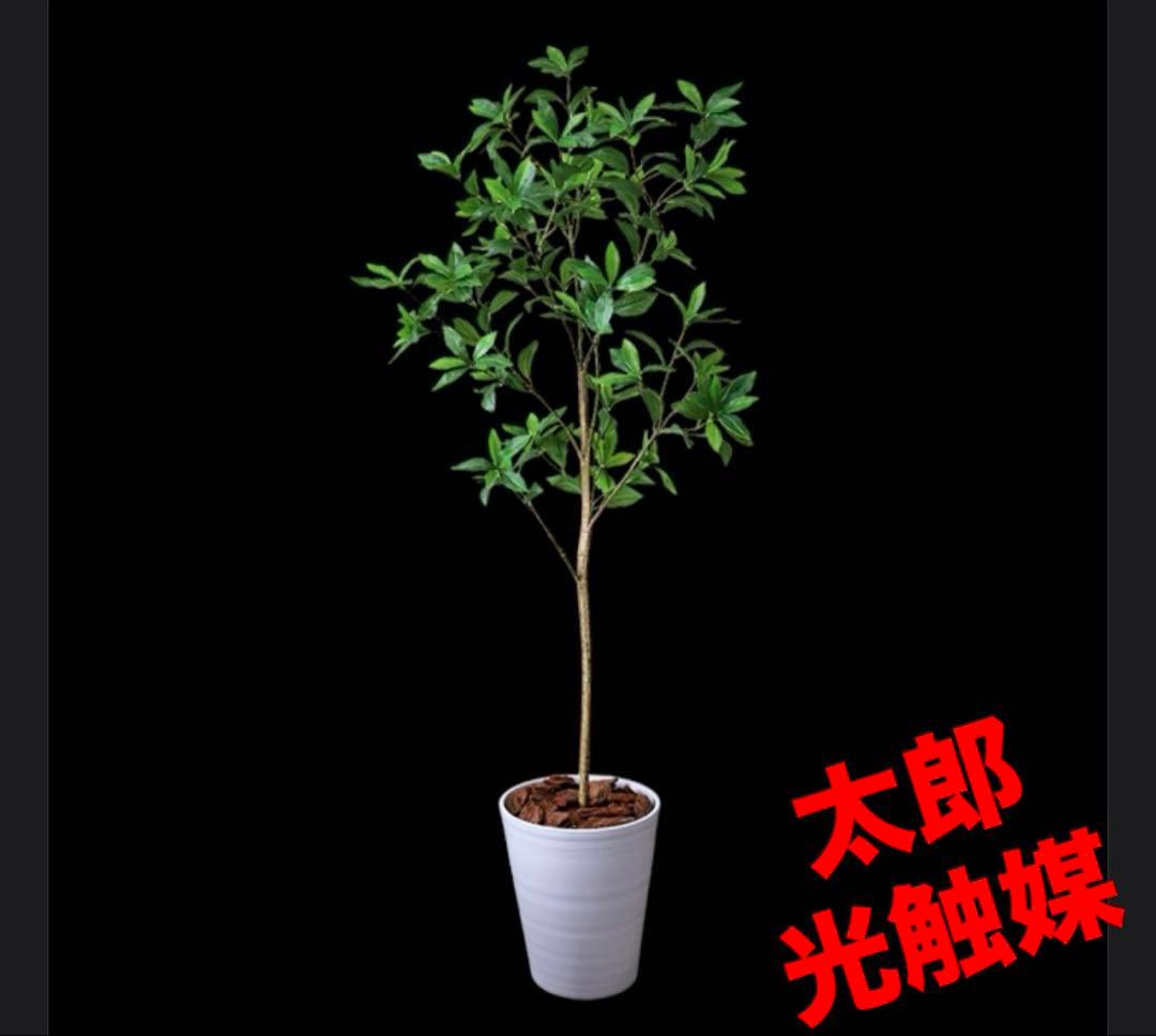 光触媒　人工観葉植物　ウォールグリーン　フェイクグリーン　アセビ8322