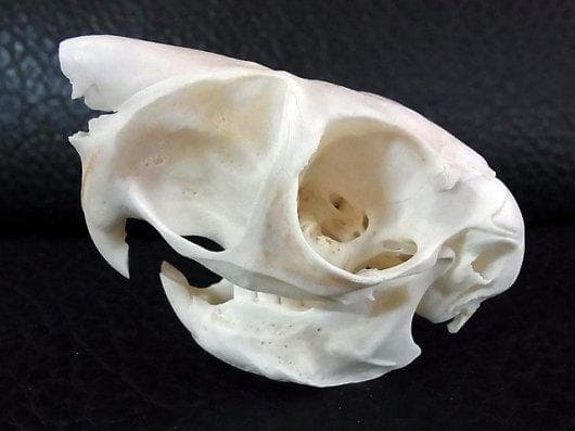 トビウサギ　Springhare　頭骨　※データ付属します