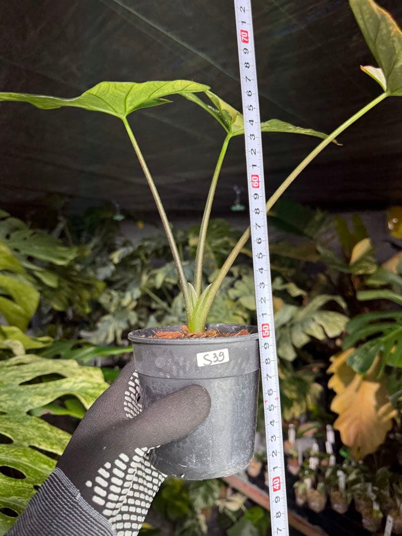 S39アロカシア　斑入り　美株　シンポ　送料込み