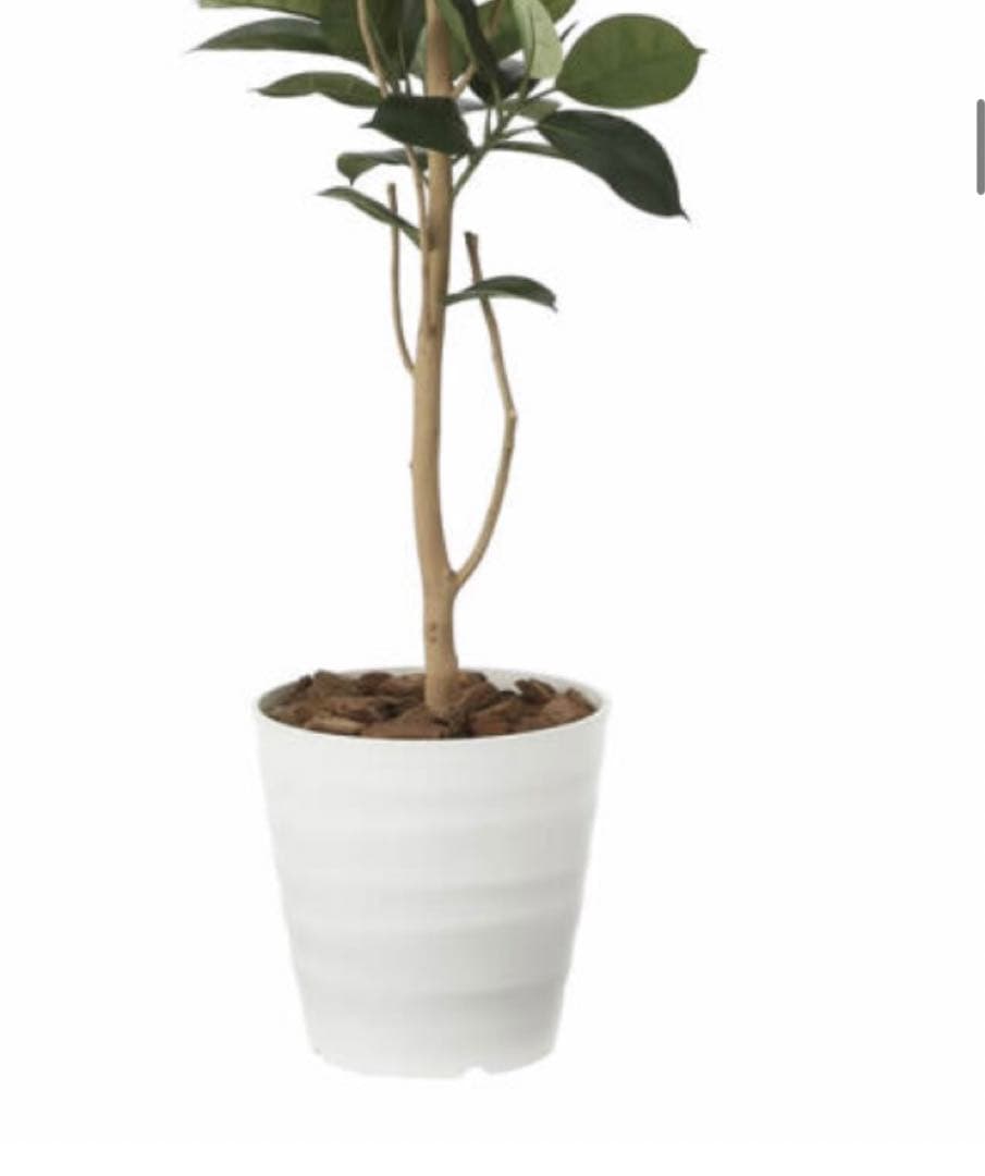 光触媒　人工観葉植物　ウォールグリーン　フェイクグリーン　ゴムの木1.8@