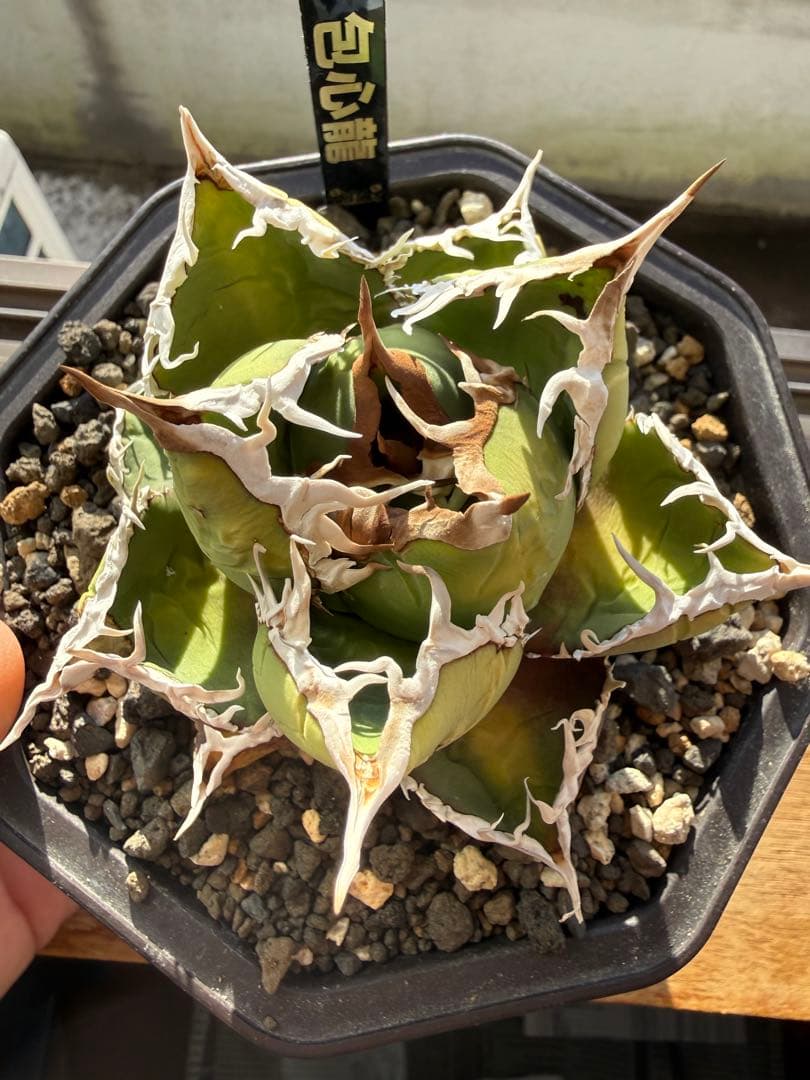 アガベ　チタノタ　包心龍　Lize産　親株　オテロイ