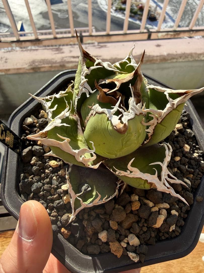 アガベ　チタノタ　包心龍　Lize産　親株　オテロイ