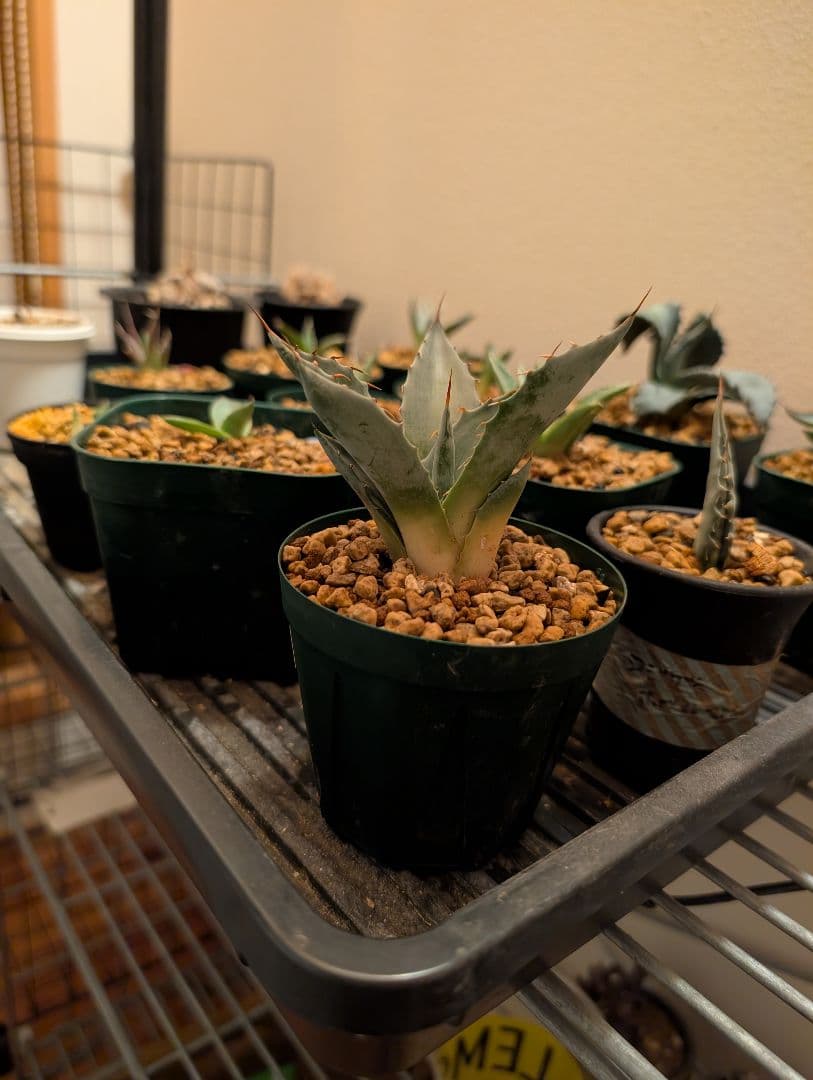 ごくうさま確認用　パラサナ　実生株