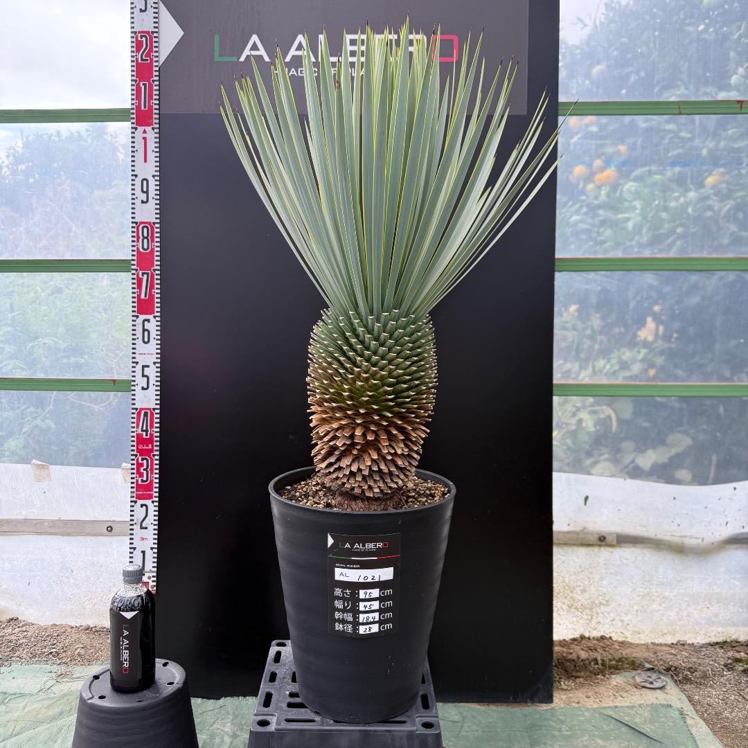 【AL1021】ユッカ　ロストラータ　在庫整理価格