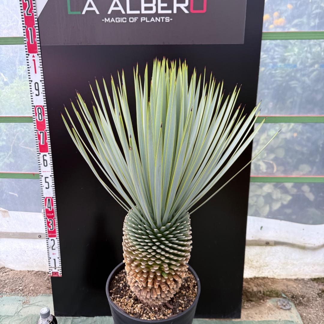 【AL1021】ユッカ　ロストラータ　在庫整理価格