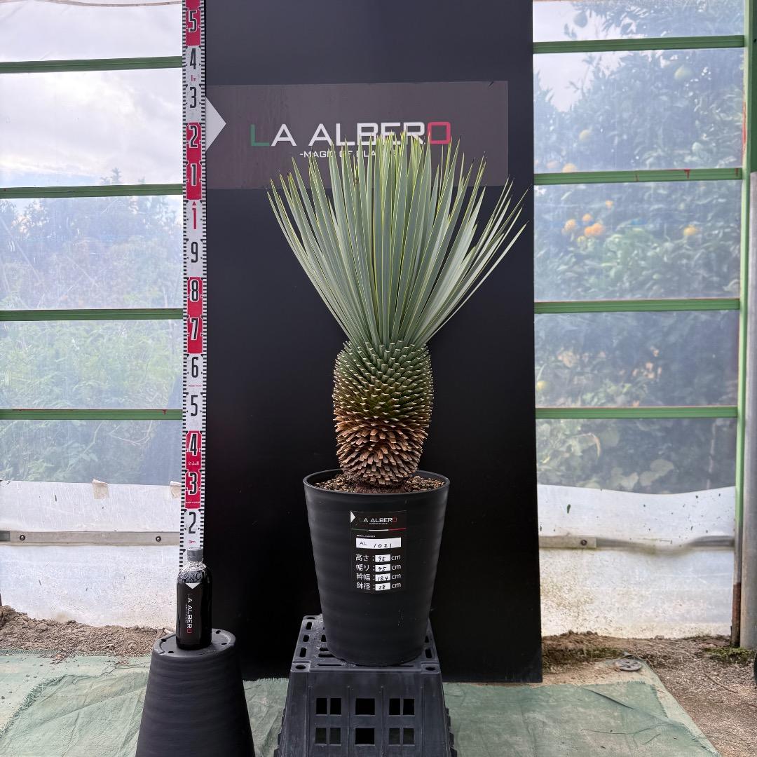 【AL1021】ユッカ　ロストラータ　在庫整理価格