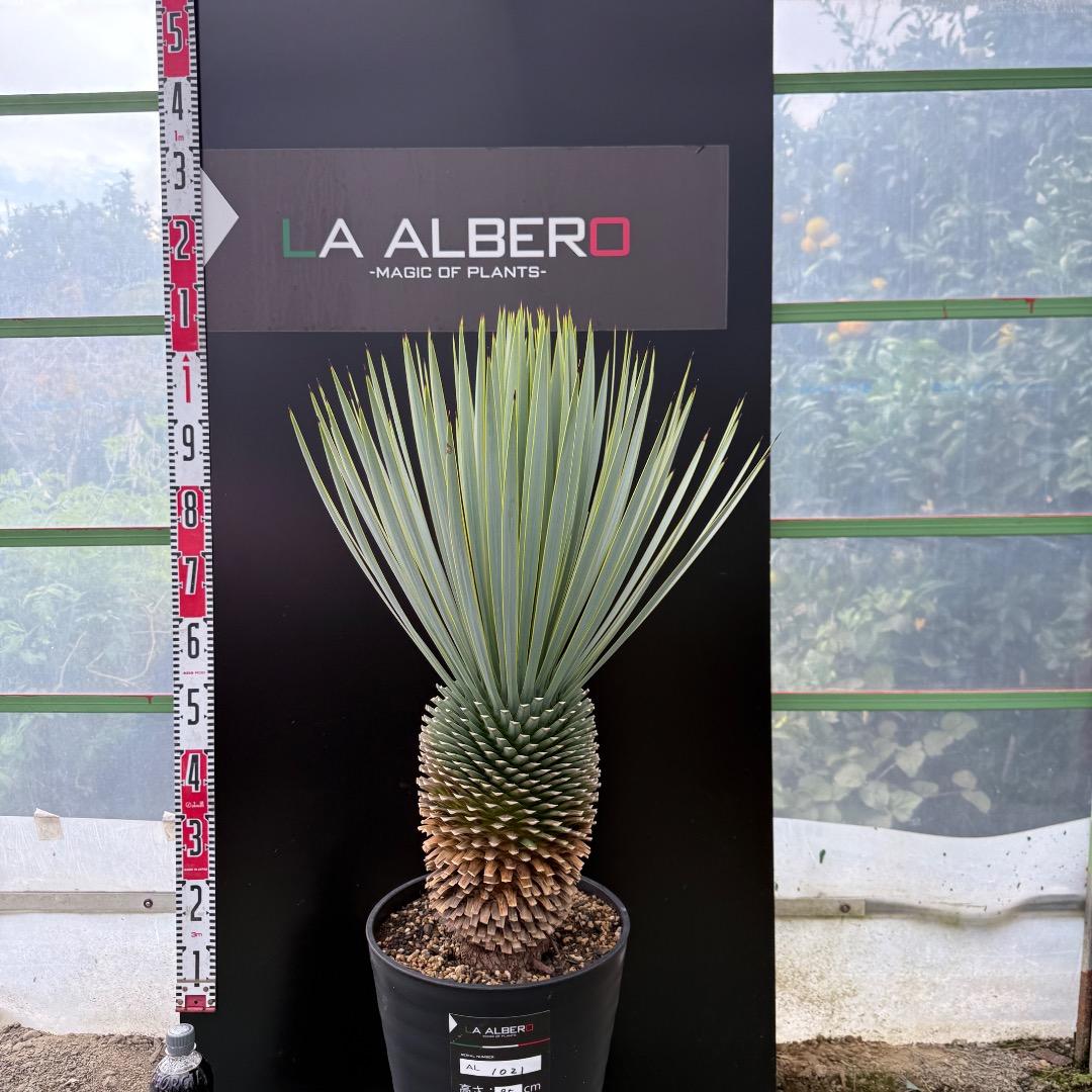 【AL1021】ユッカ　ロストラータ　在庫整理価格