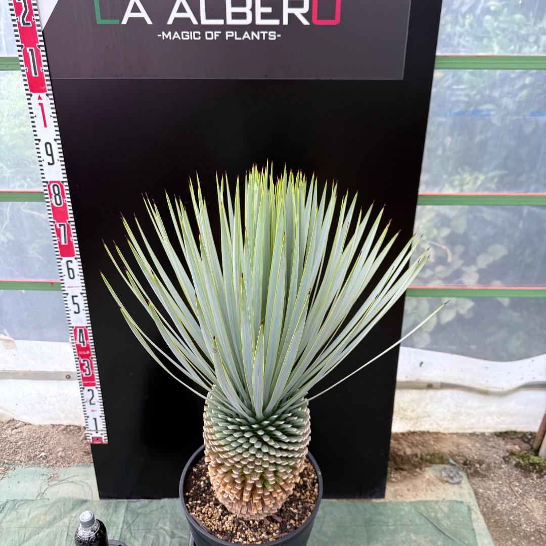 【AL1021】ユッカ　ロストラータ　在庫整理価格