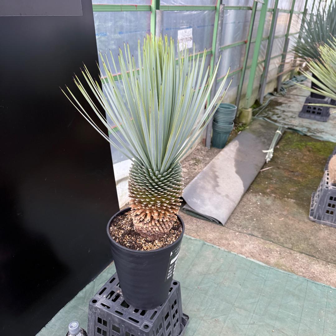 【AL1021】ユッカ　ロストラータ　在庫整理価格