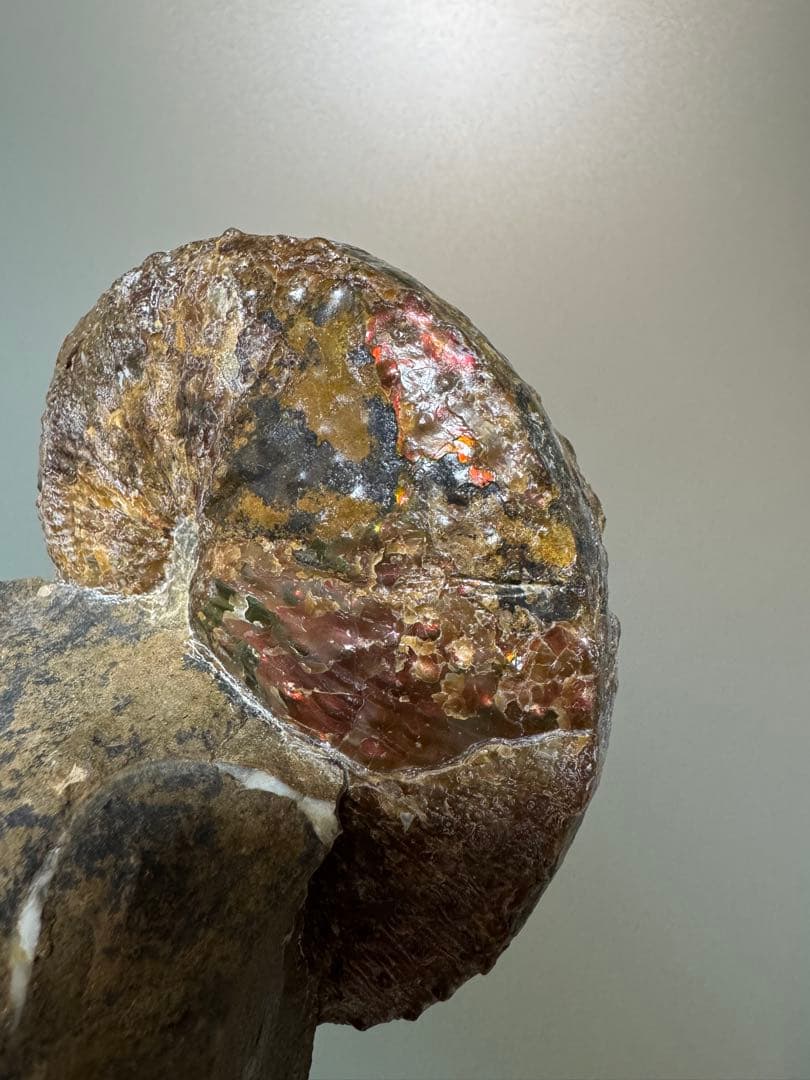 アンモナイト化石 約10cm アクリルスタンド付き