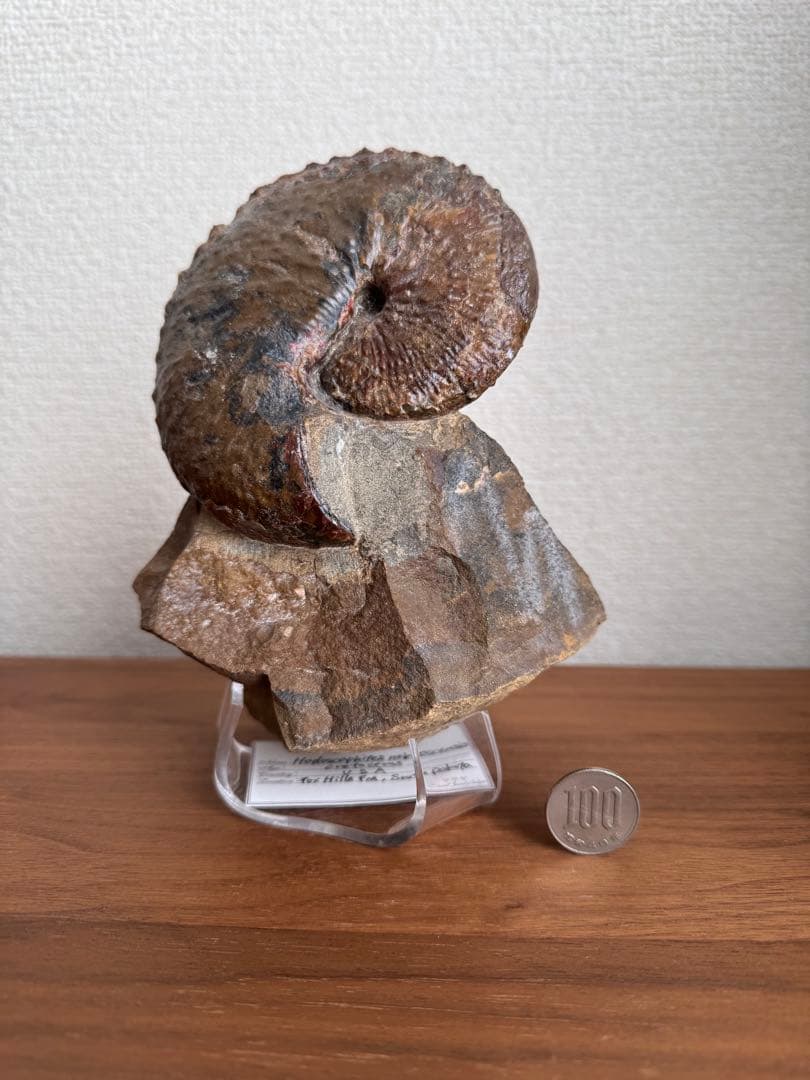 アンモナイト化石 約10cm アクリルスタンド付き