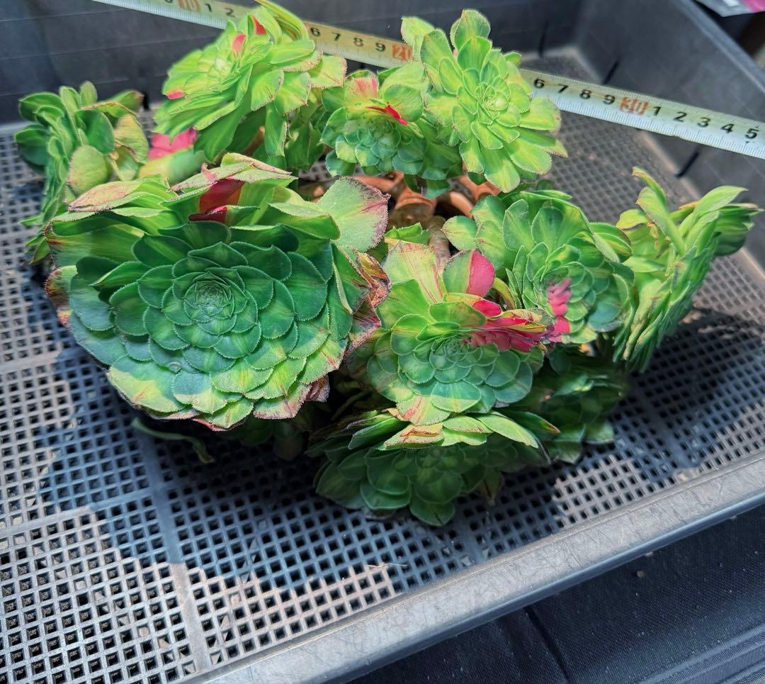 新入荷　超希少品種　 知緋錦　(古株群生) 法師錦　観葉植物　35cm超大品