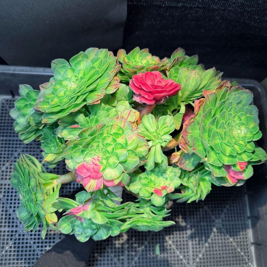 新入荷　超希少品種　 知緋錦　(古株群生) 法師錦　観葉植物　35cm超大品