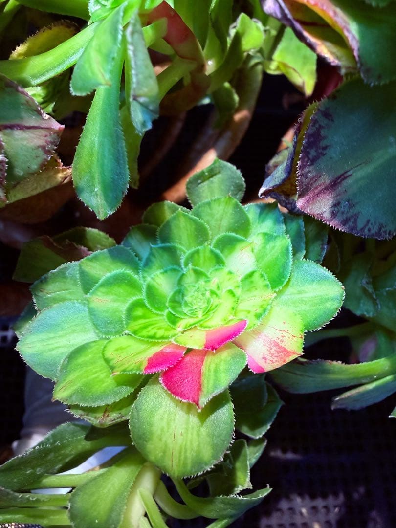 新入荷　超希少品種　 知緋錦　(古株群生) 法師錦　観葉植物　35cm超大品