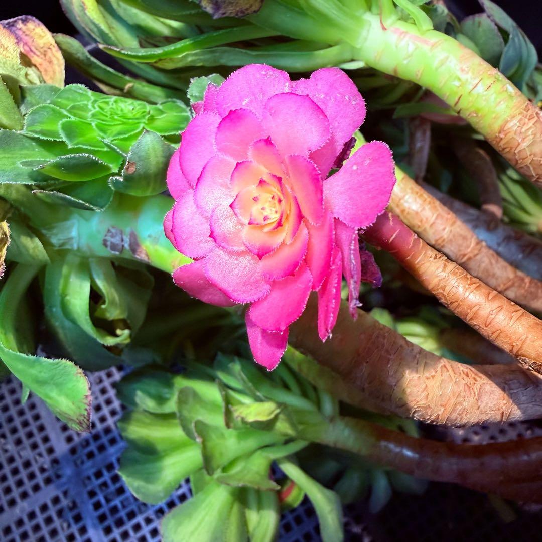 新入荷　超希少品種　 知緋錦　(古株群生) 法師錦　観葉植物　35cm超大品