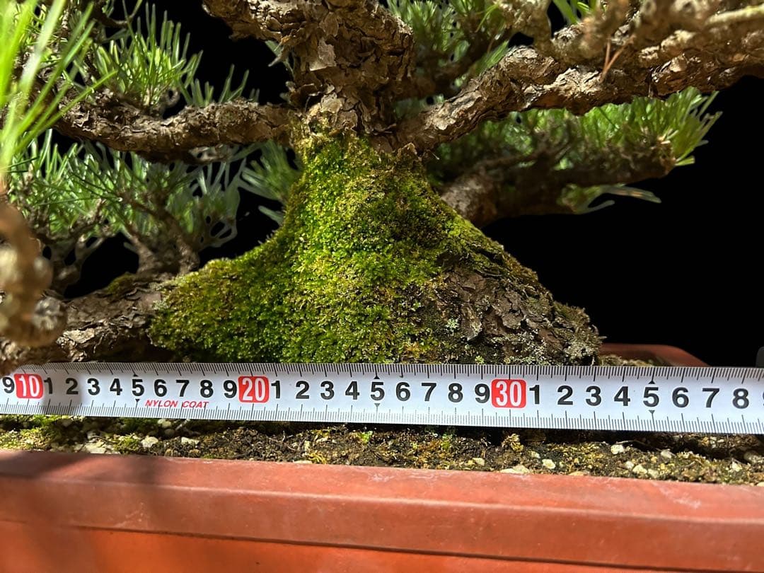 【盆栽屋大和】黒松 大品盆栽 樹齢約120年 取りに来れる方大歓迎 展示品