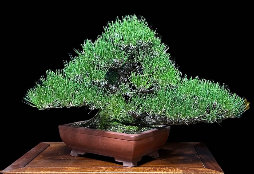 【盆栽屋大和】黒松 大品盆栽 樹齢約120年 取りに来れる方大歓迎 展示品