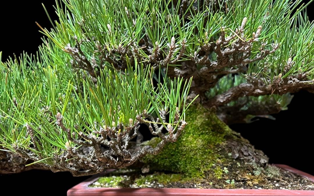 【盆栽屋大和】黒松 大品盆栽 樹齢約120年 取りに来れる方大歓迎 展示品