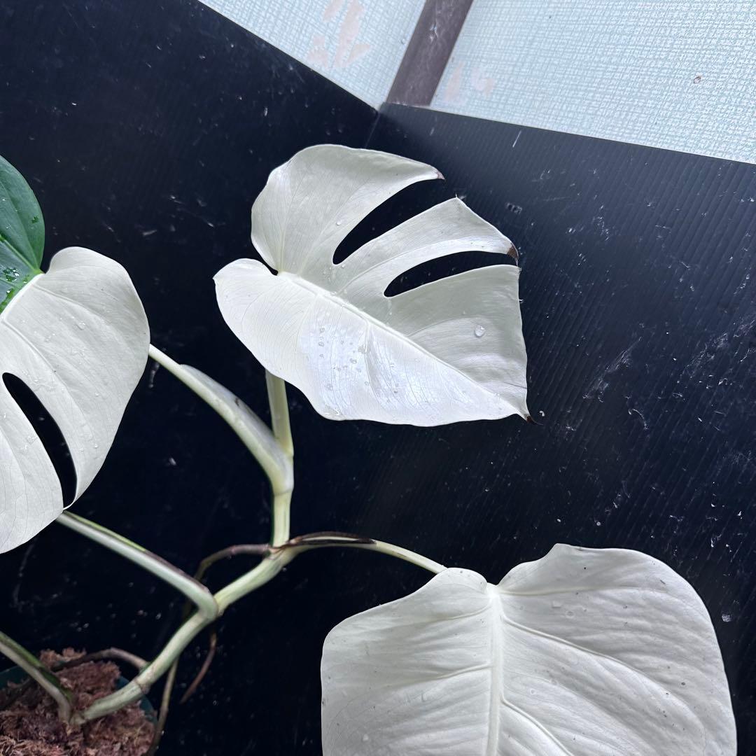 あ*さ様 モンステラ斑入りハーフムーンホワイトタイガー極美斑入り　　 57cm