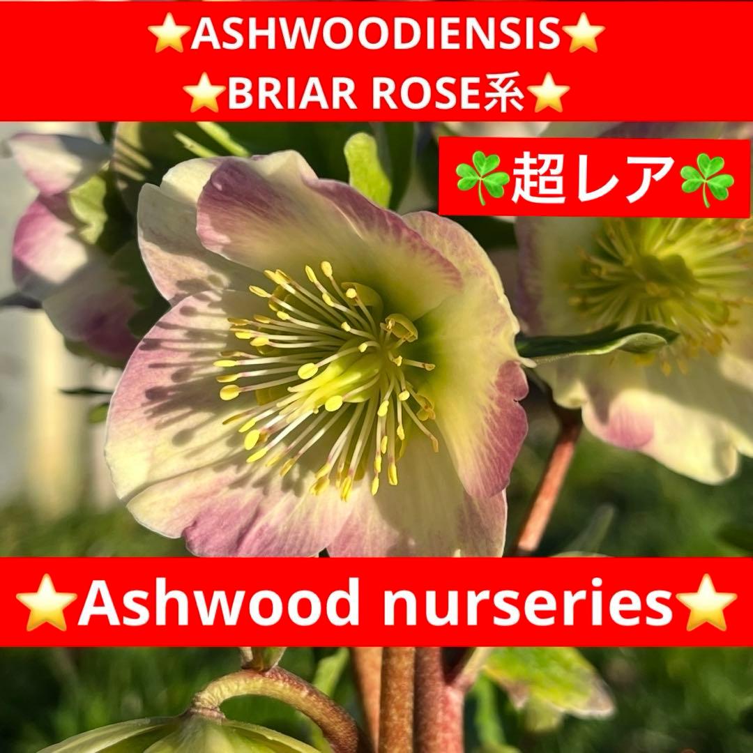 ま*い様 3461☘️超レア☘️ASHWOODIENSIS⭐️BRIAR ROS