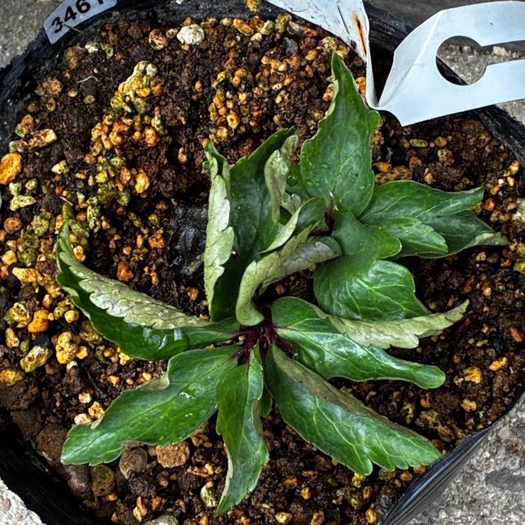 ま*い様 3461☘️超レア☘️ASHWOODIENSIS⭐️BRIAR ROS