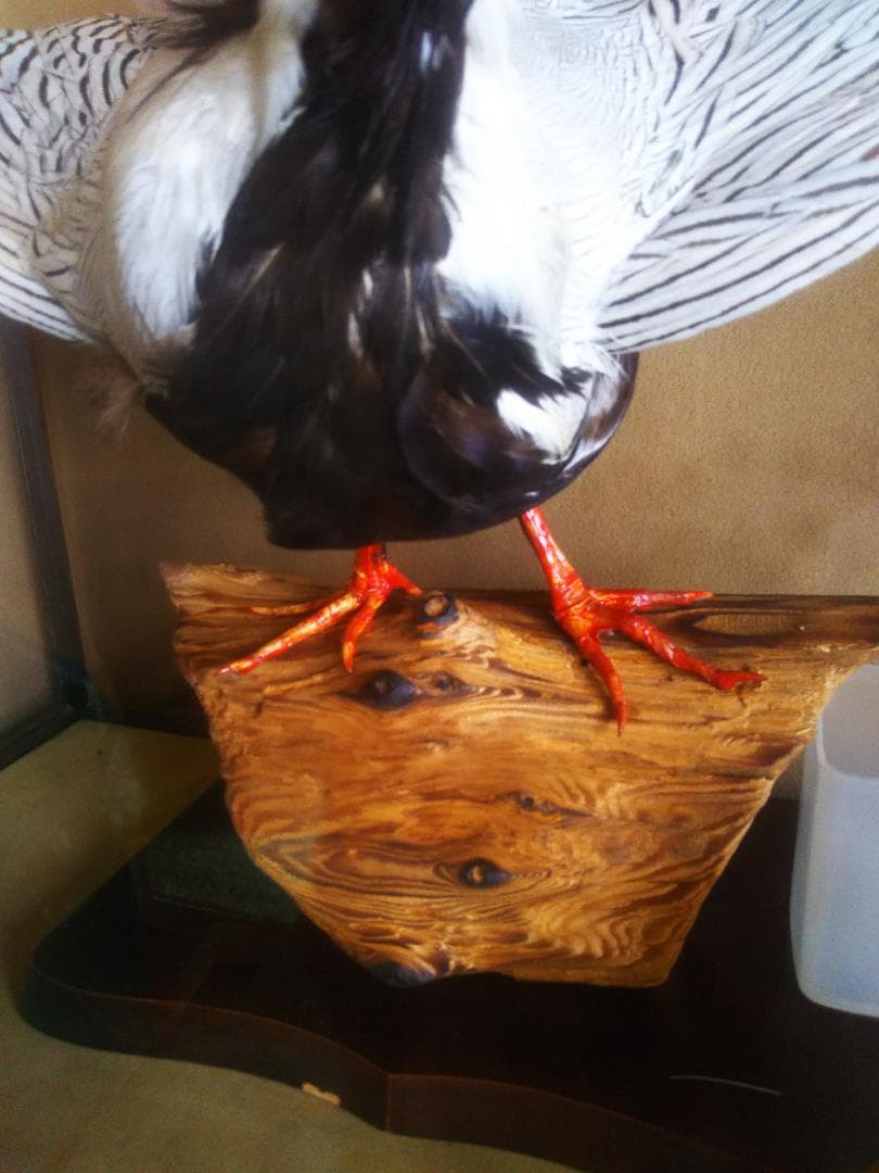 剥製　鳥