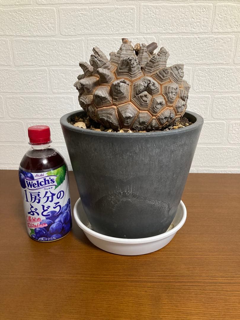 リ*ー様 【極上品】長谷川園芸　亀甲竜1-1