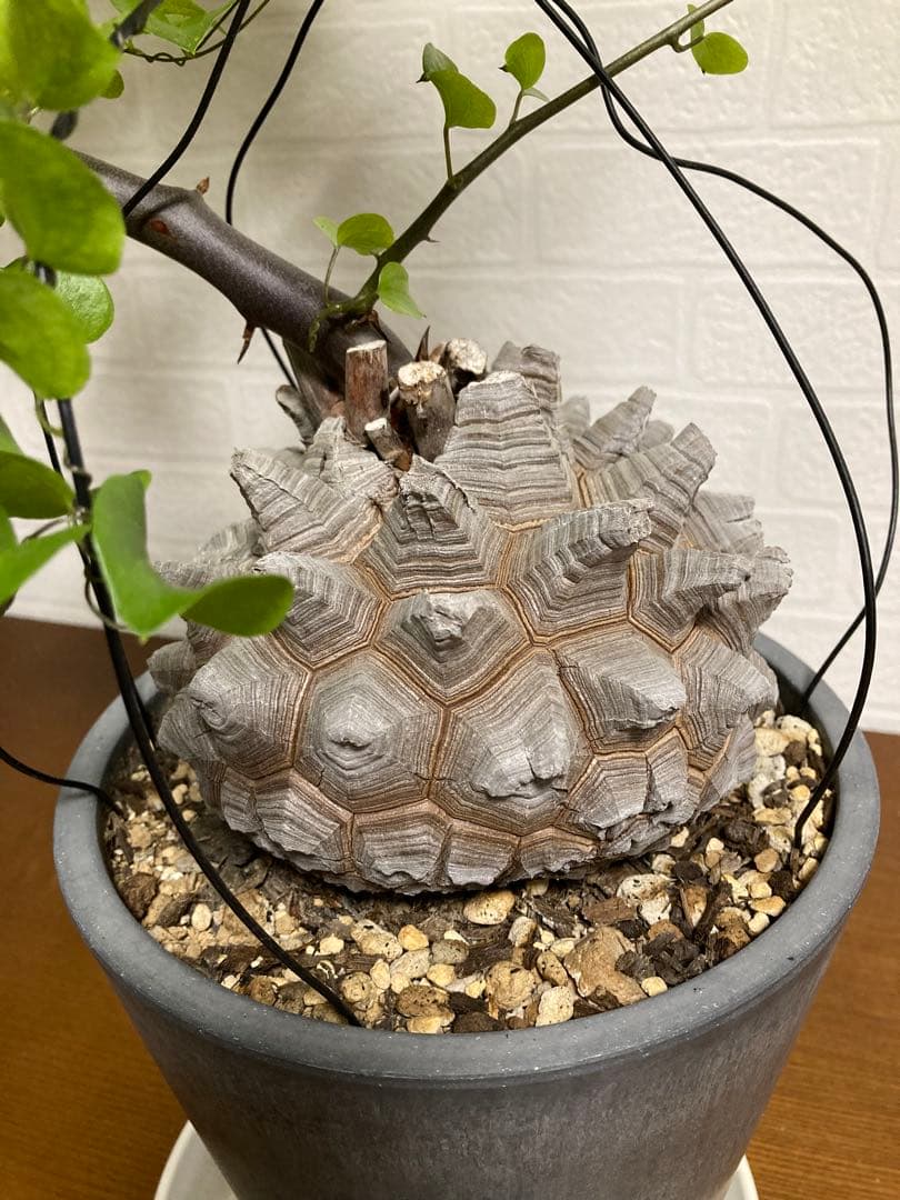 リ*ー様 【極上品】長谷川園芸　亀甲竜1-1