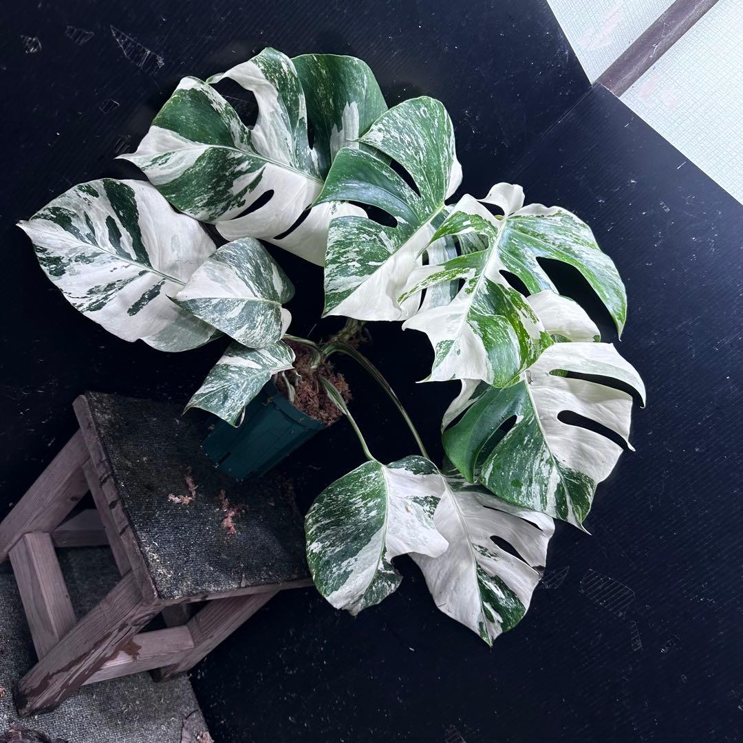 シ*ー様 斑入りモンステラ ホワイトタイガー極美大株52cm白斑多