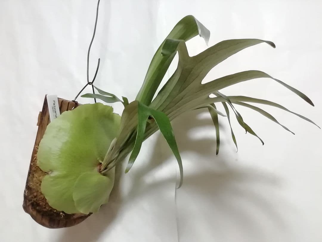 ビカクシダ　希少なビフルカッム　育てやすい大株サイズ