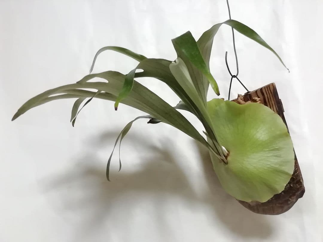 help help helpビカクシダ　希少なビフルカッム