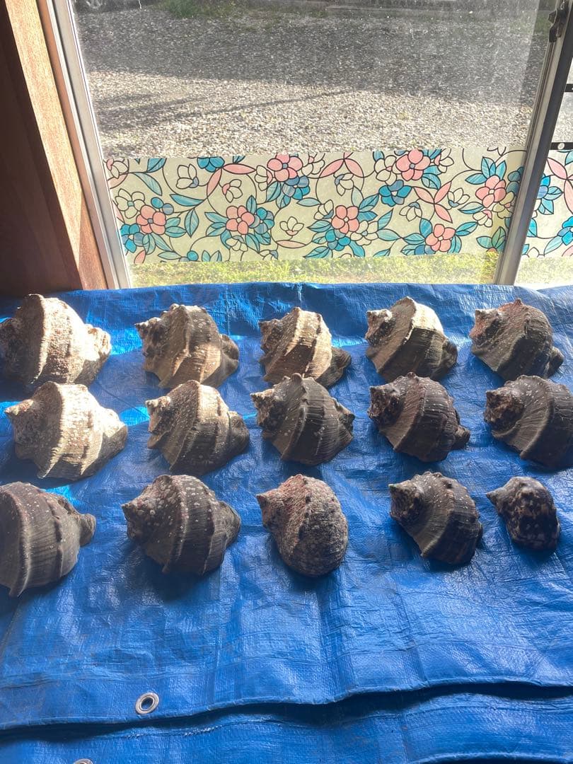 夜光貝　15個　9.2キロ