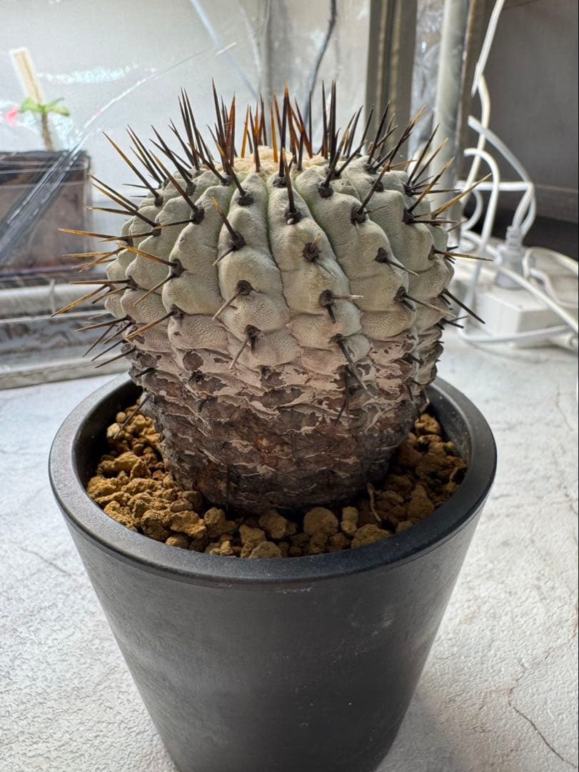 コピアポア　弧竜丸　コルムナアルバ　現地球