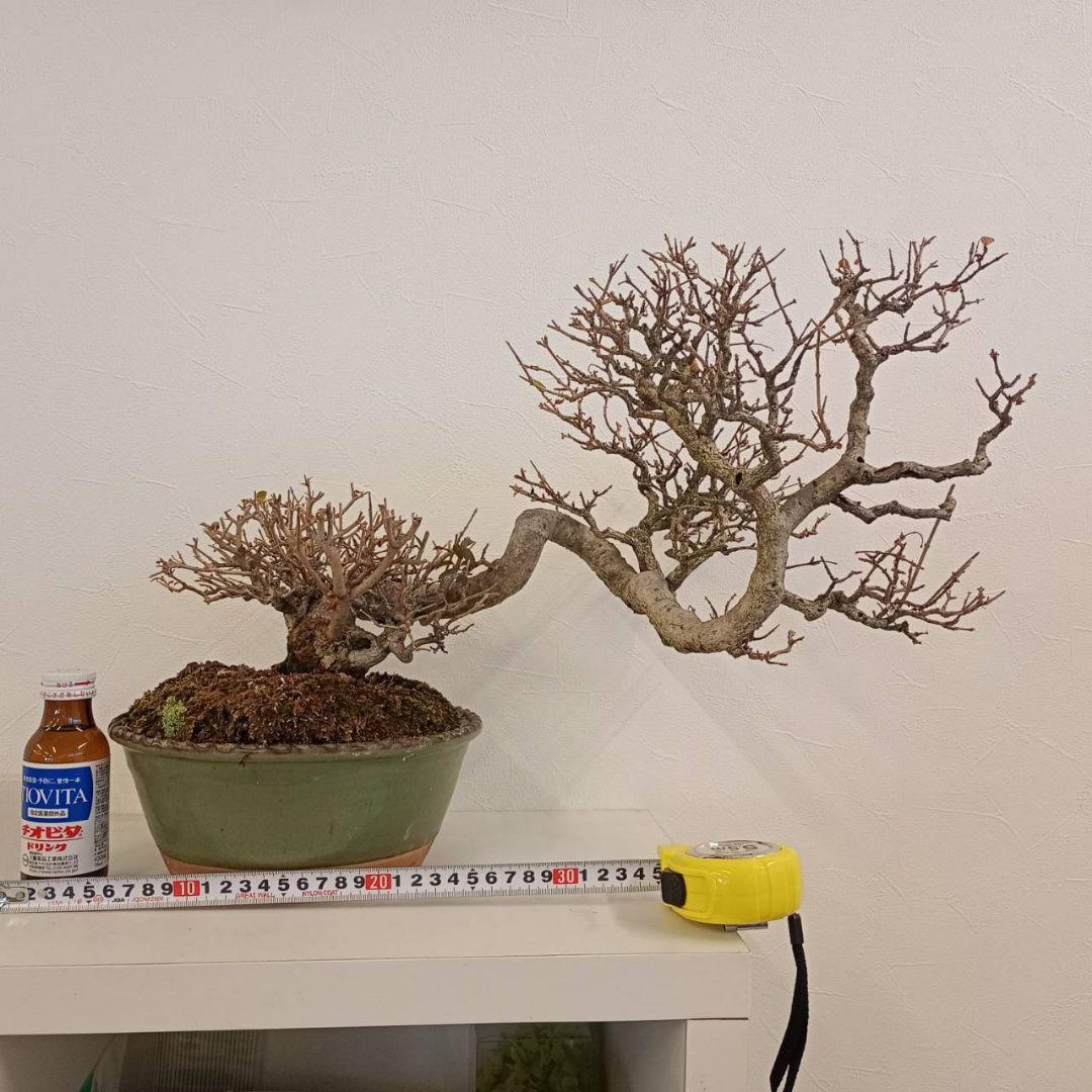 盆栽 イボタ（鉢は古い中国の鉢）樹高鉢底より約35cm