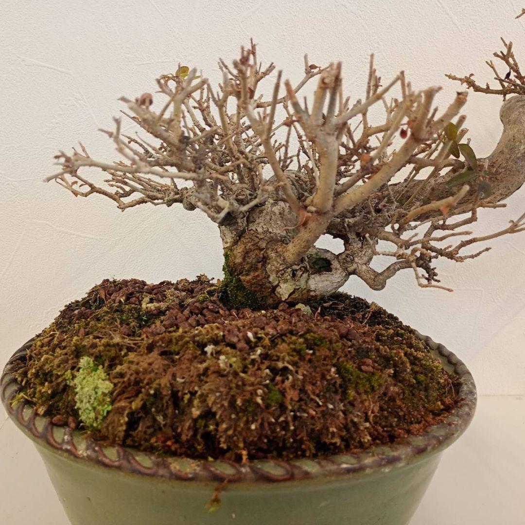 盆栽 イボタ（鉢は古い中国の鉢）樹高鉢底より約35cm