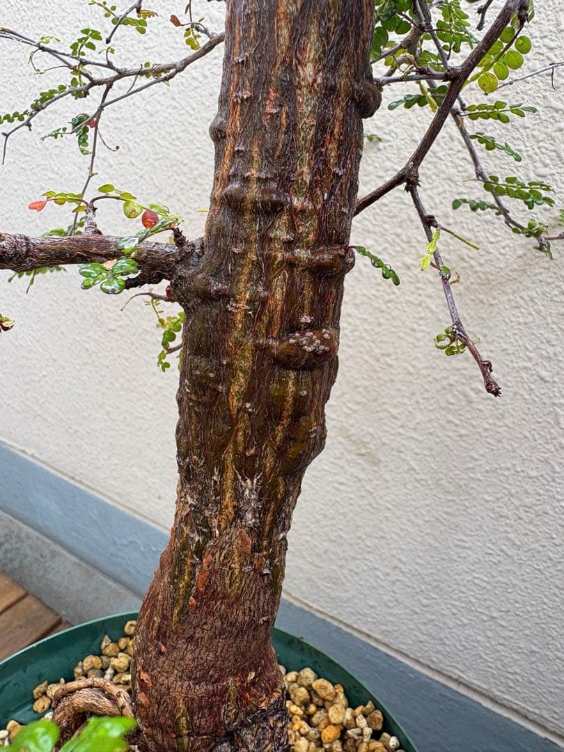 オペルクリカリア デカリー　実生株 9年目