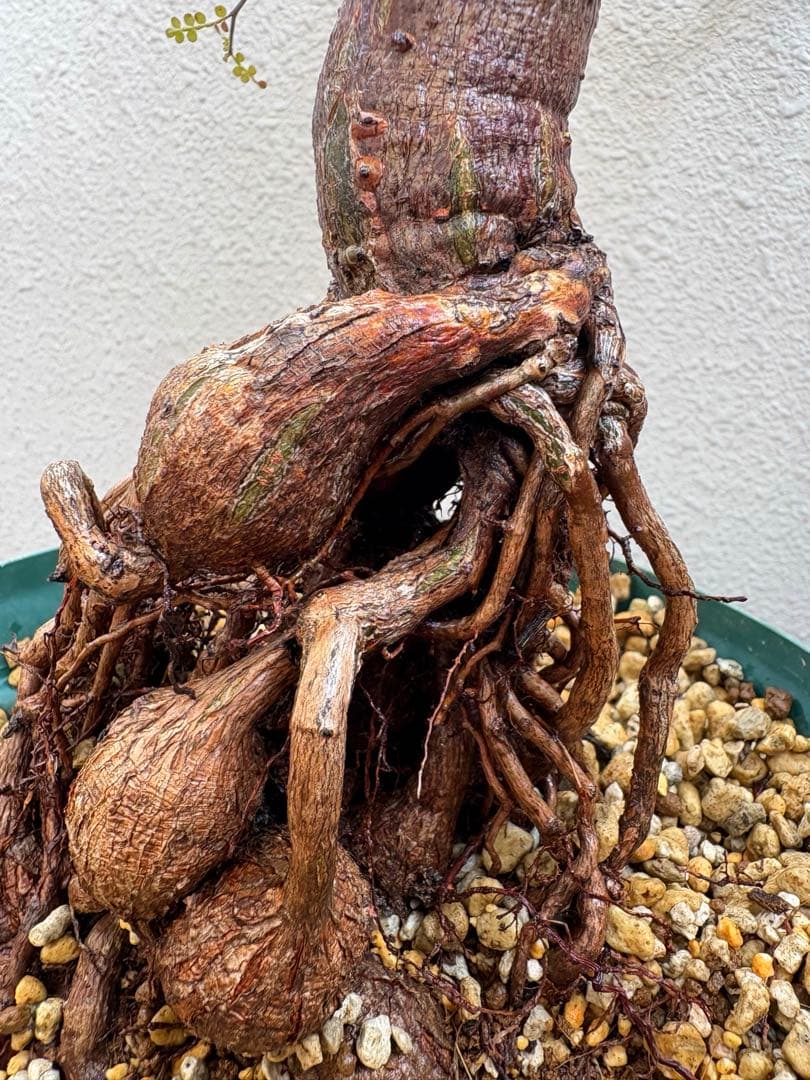 オペルクリカリア デカリー　実生株 9年目