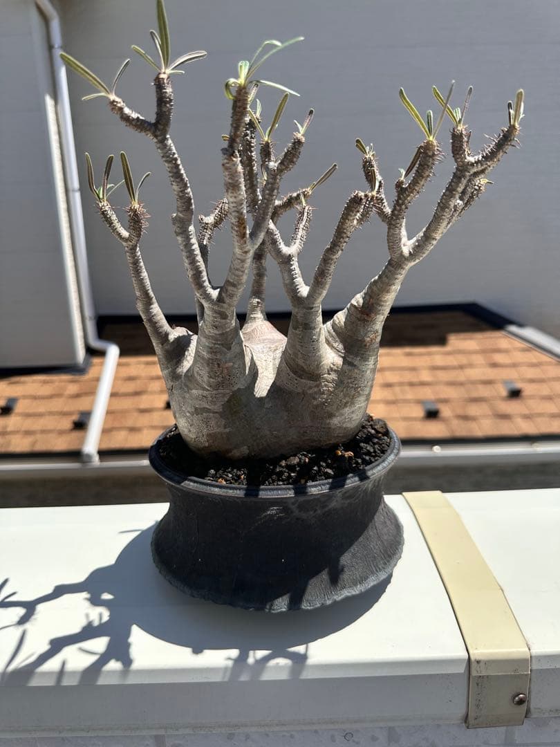 現地球　抜き苗発送 　パキポディウムグラキリ