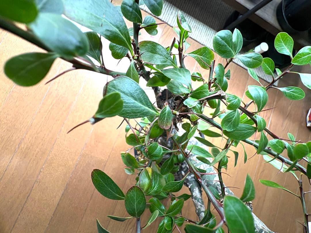 フォークイエリア ファシクラータ 発根済