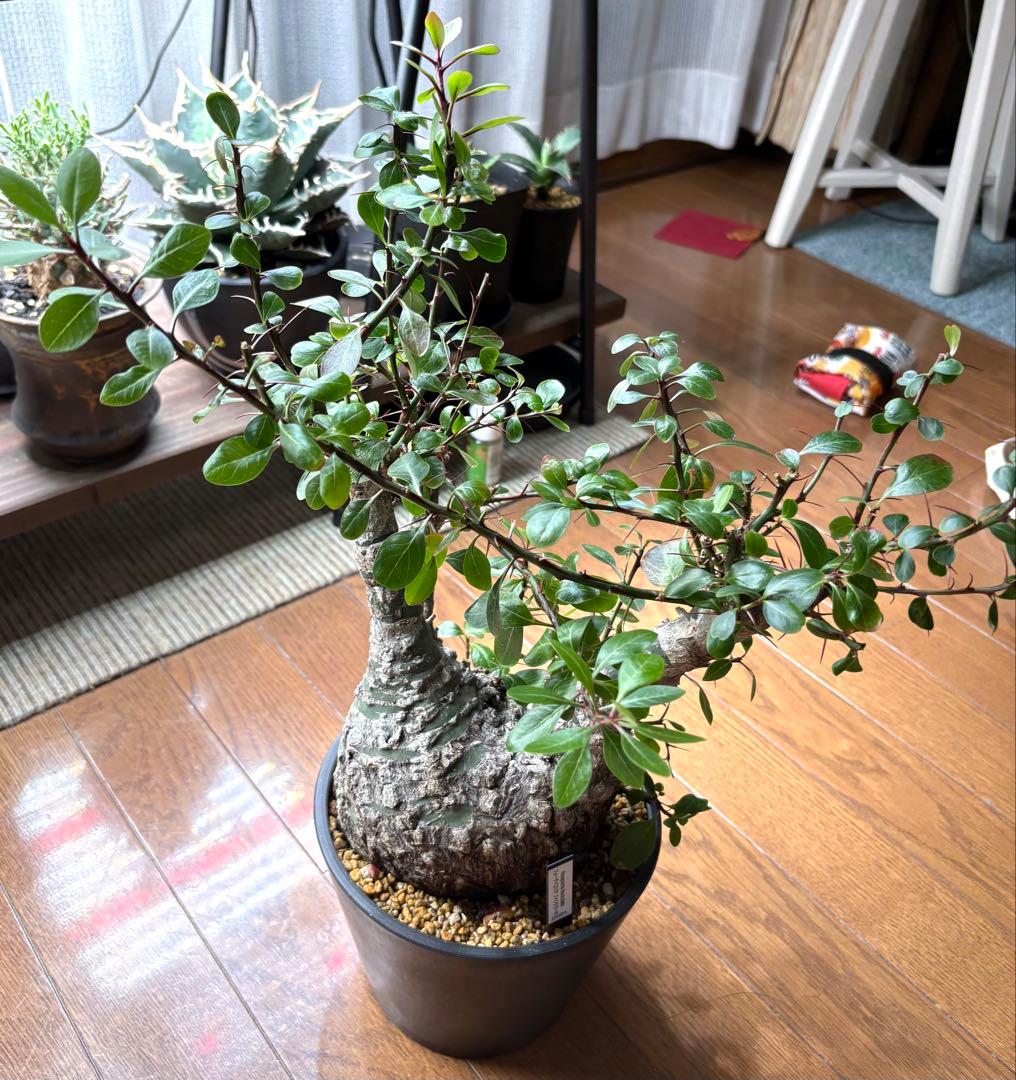 フォークイエリア ファシクラータ 発根済