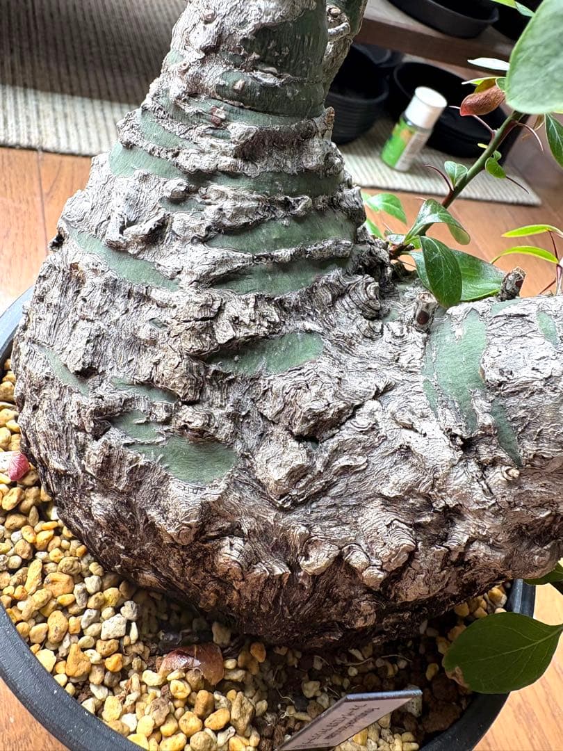 フォークイエリア ファシクラータ 発根済