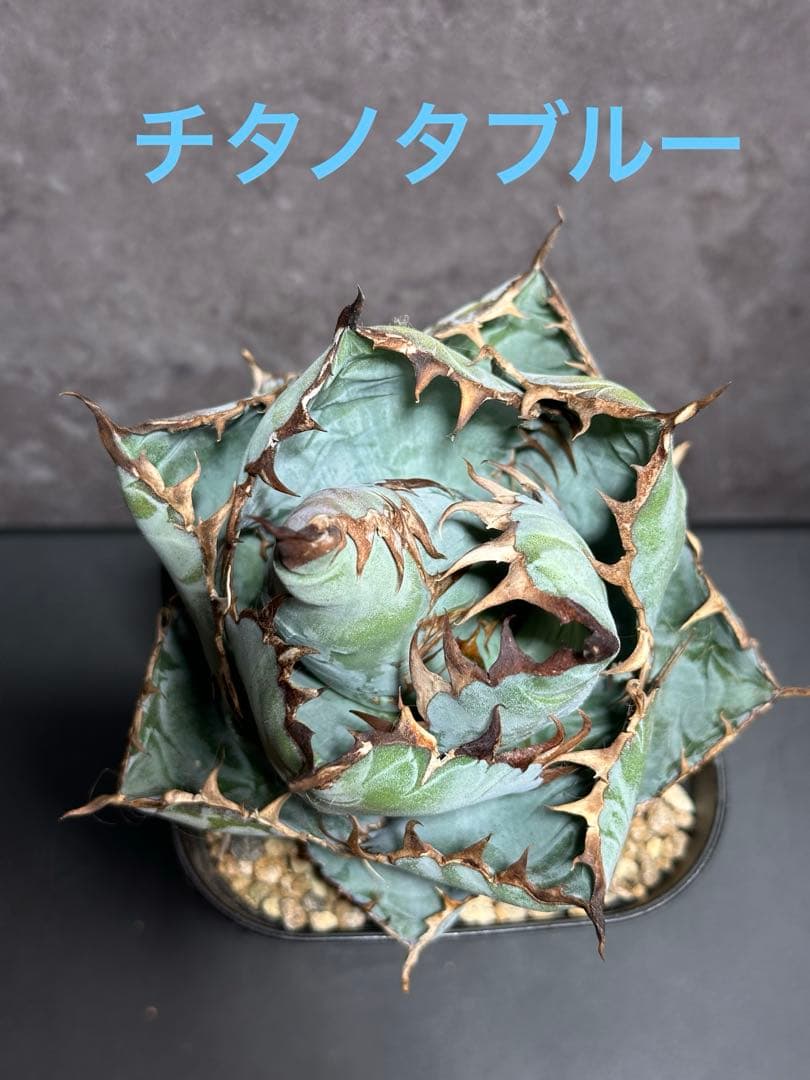 チタノタブルー　ボールタイプ