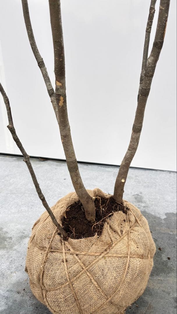 美しい樹形が魅力的 山採り ハイノキ 株立 709 樹高1.8m位 高級樹